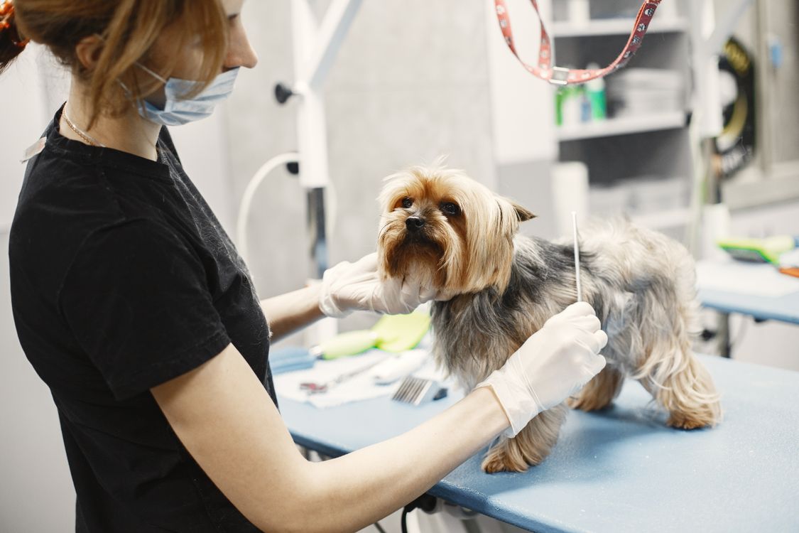 Full dog grooming session